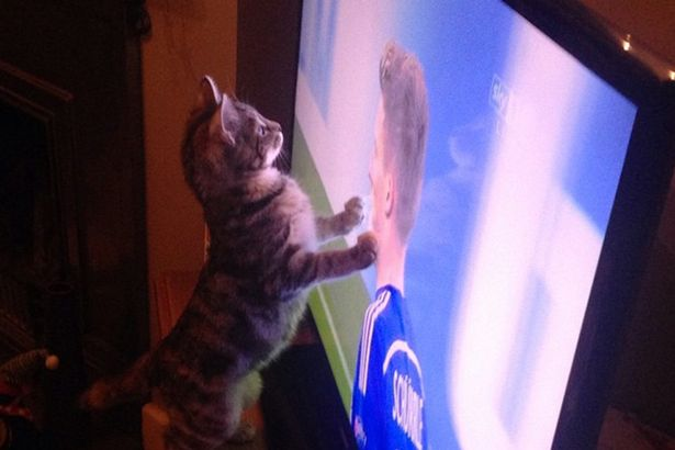 Small tabby cat standing with paws on television screen showing soccer game