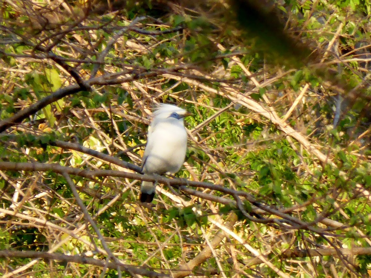 Bali Starling