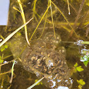 Pacific Tree frog egg clusters