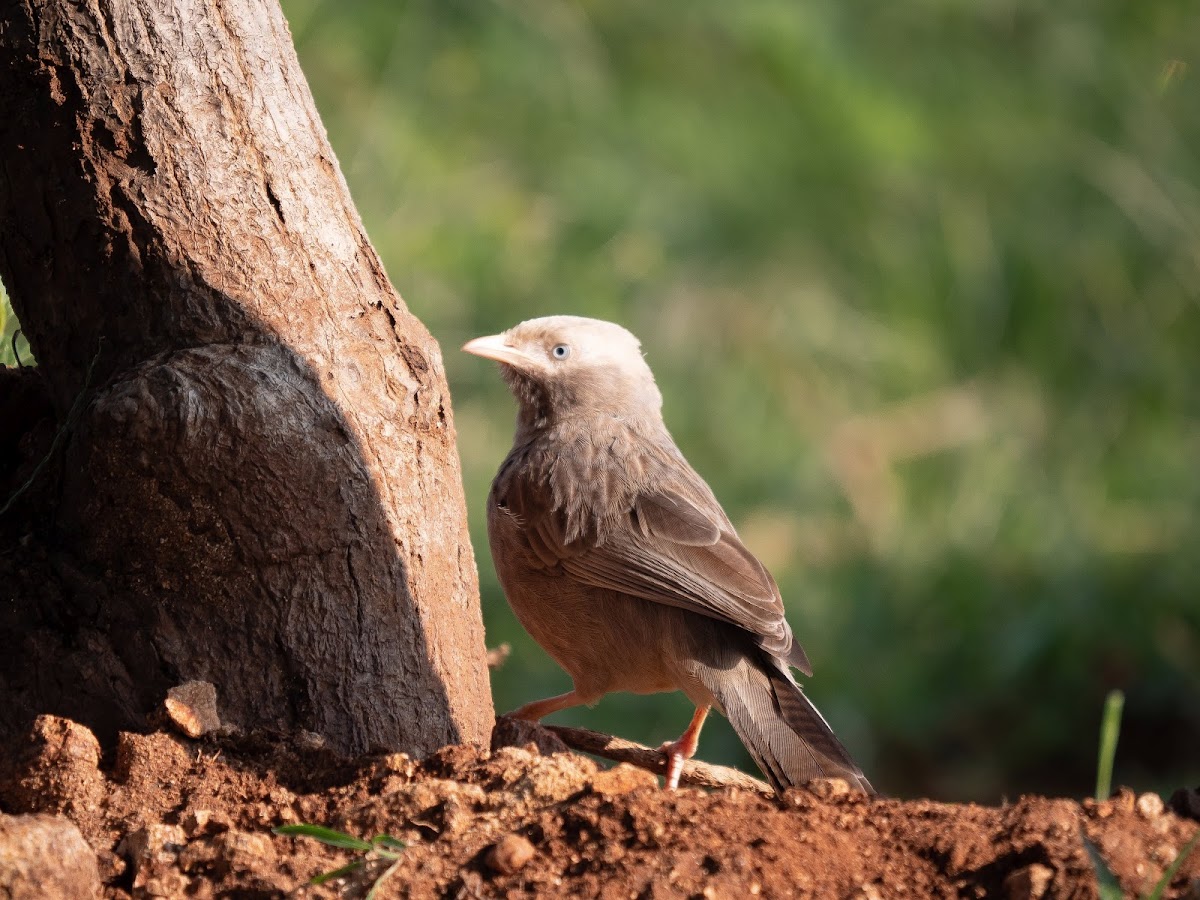 Jungle Babbler