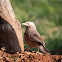 Jungle Babbler