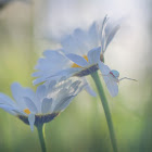 Crab spider