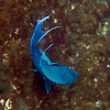 Jaqueta gigante / Giant damselfish