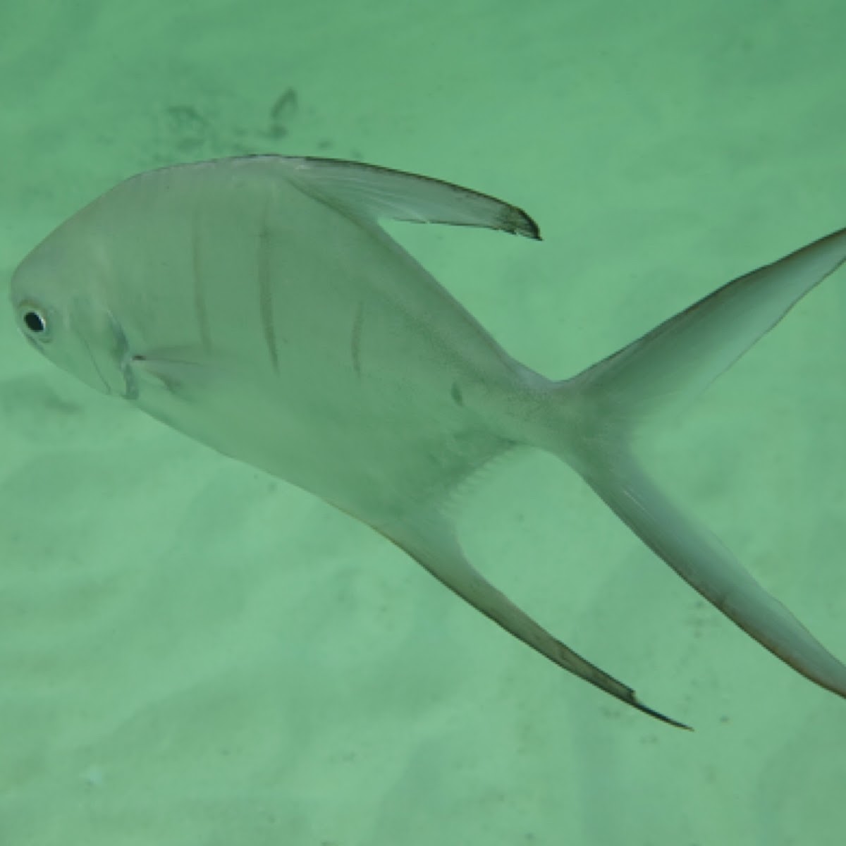 Palometa