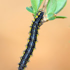 Leconte's Haploa Caterpillar