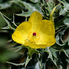 Prickly Poppy