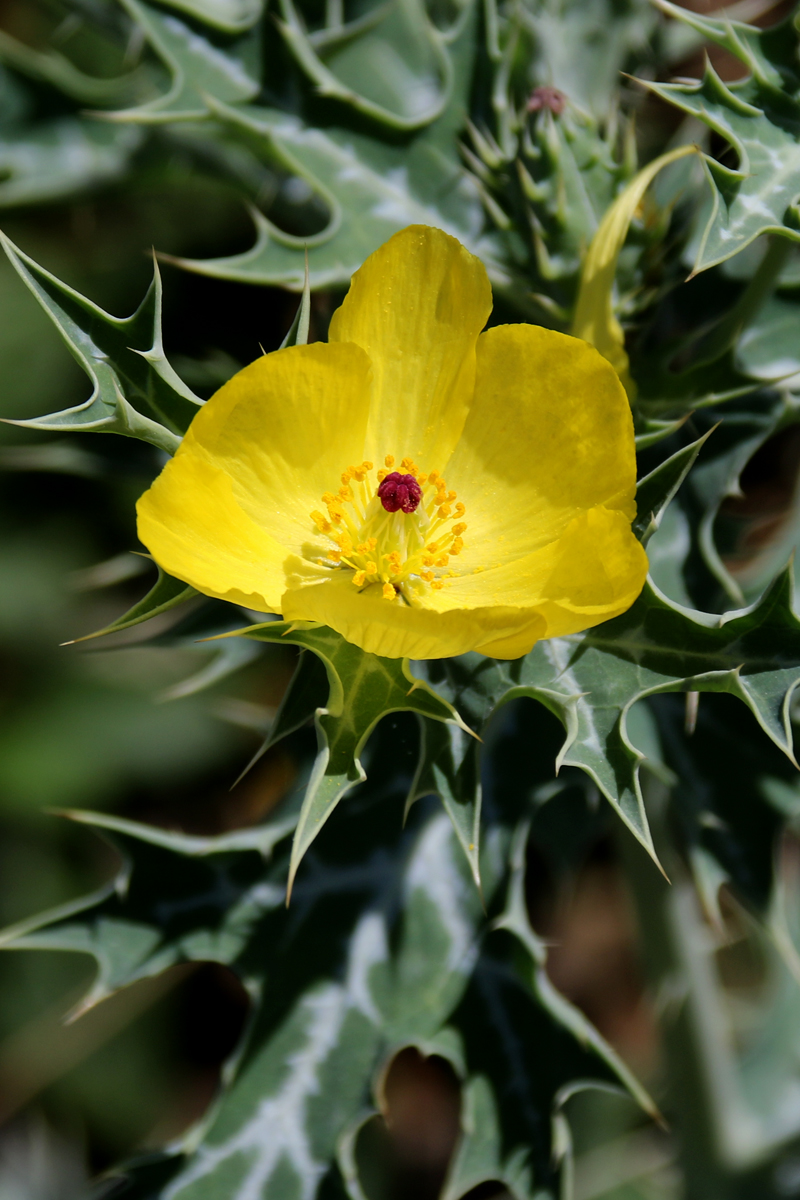 Prickly Poppy