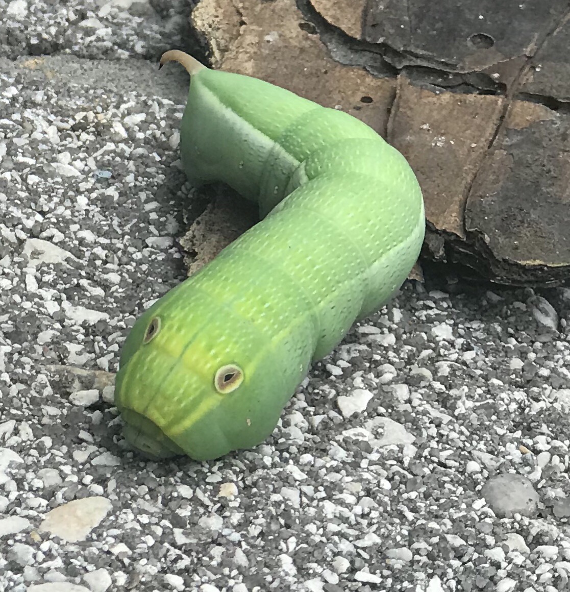 Pluto Sphinx Moth Caterpillar