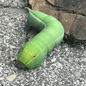 Pluto Sphinx Moth Caterpillar