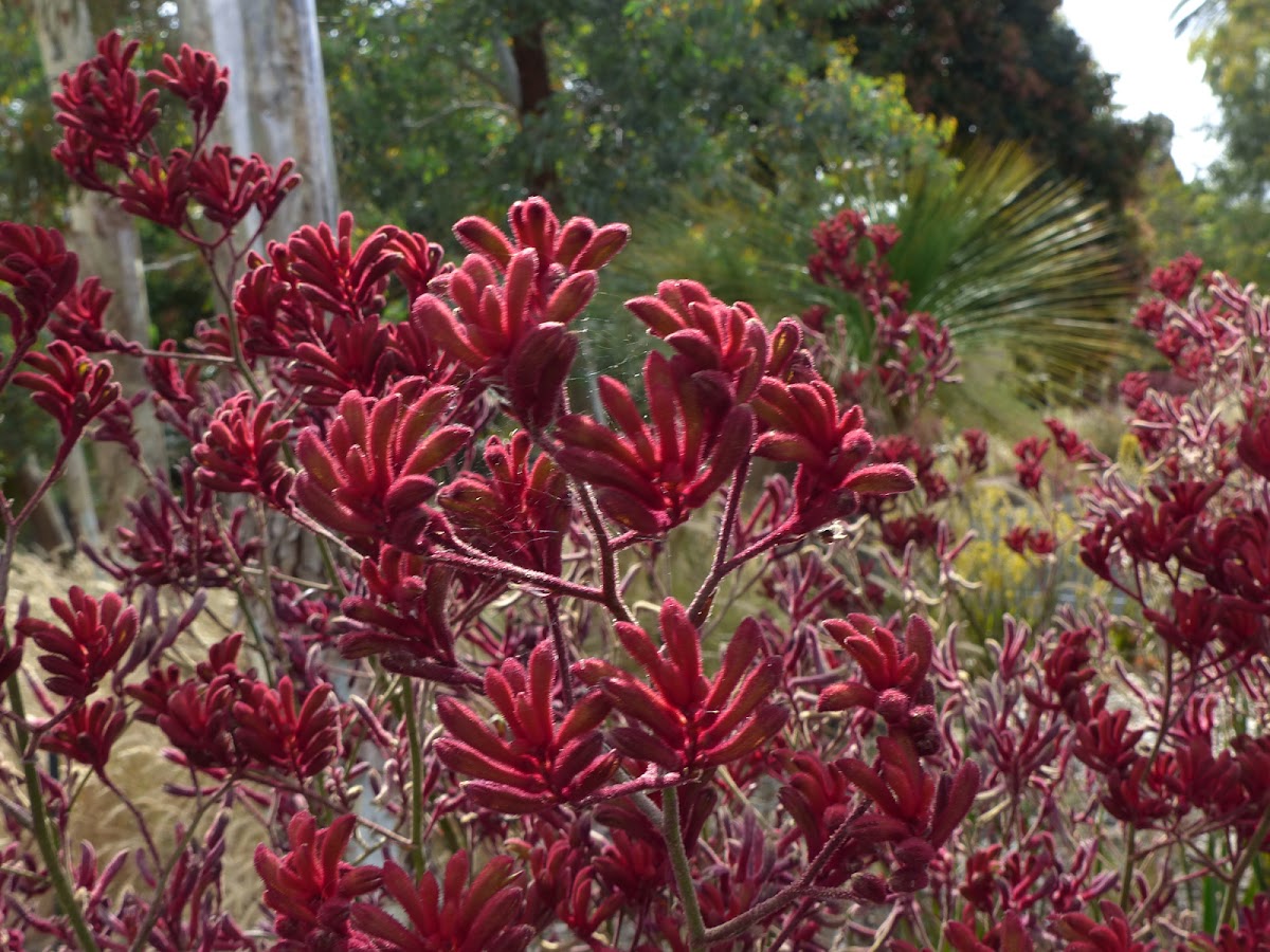 Kangaroo paw