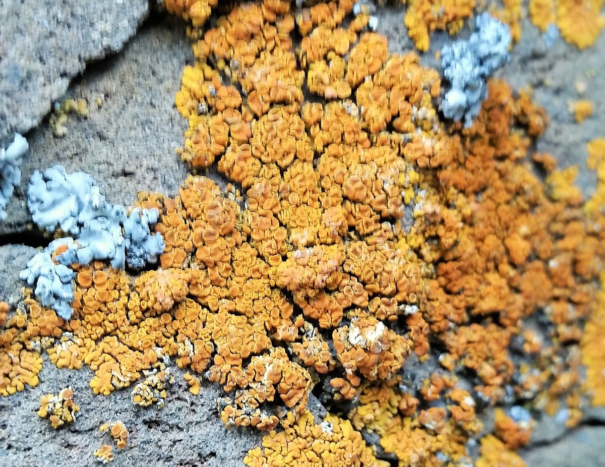 Firedot lichen