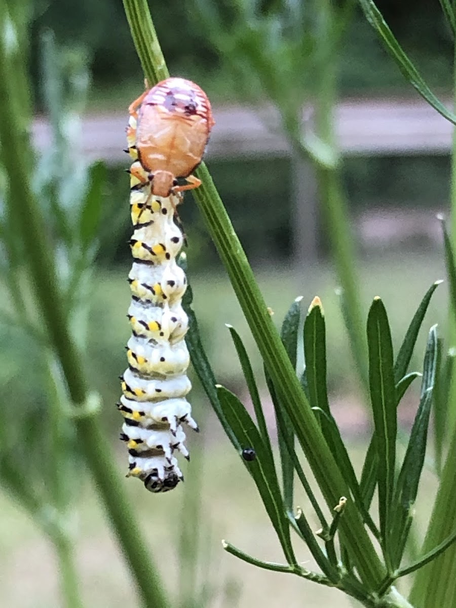 Two Spotted Stink Bug Nymph