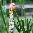 Two Spotted Stink Bug Nymph