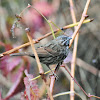 Song sparrow