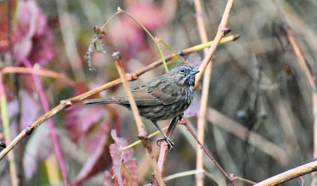 Song sparrow