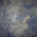 Pumpkinseed sunfish, suncar