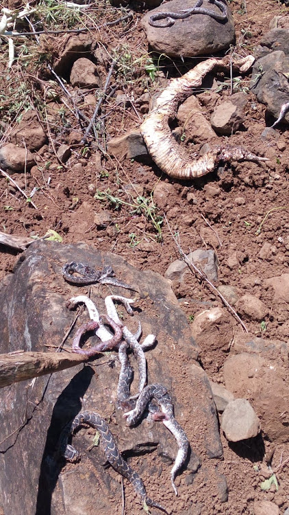 The snake and its offspring that were killed in Komarir village, Baringo South, on May 9, 2020.