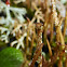 Bighorn Cladonia