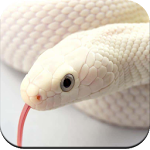 Cover Image of ダウンロード Snake Wallpaper HD 1.05 APK