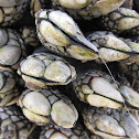 Goose Barnacle