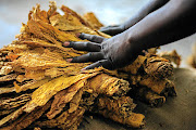  Zimbabwe recorded record tobacco production in the 2023 marketing season. Archive photo.