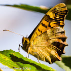 Speckled Wood