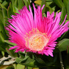 Ηighway ice plant