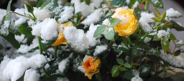 La Primavera e L'Inverno di lsguotti