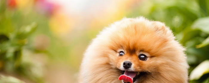 Pomeranian HD Wallpapers Dogs Puppies Theme marquee promo image