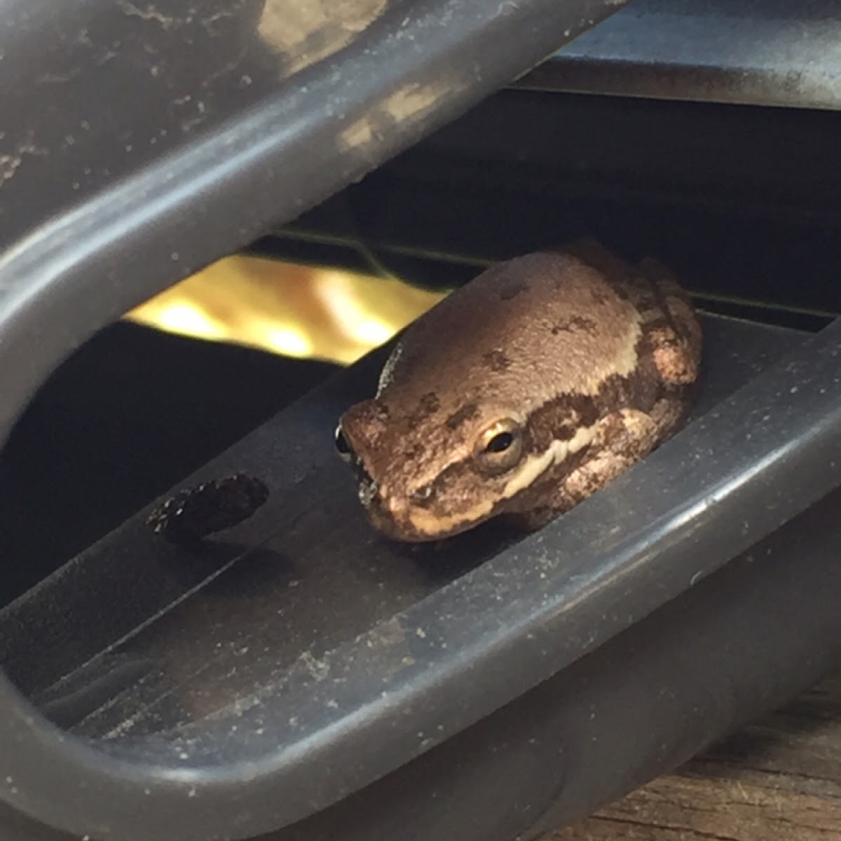 Cajun Chorus frog