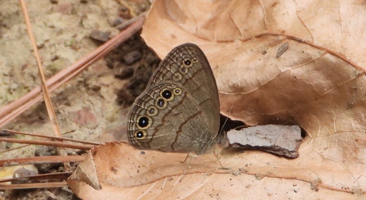 Carolina satyr