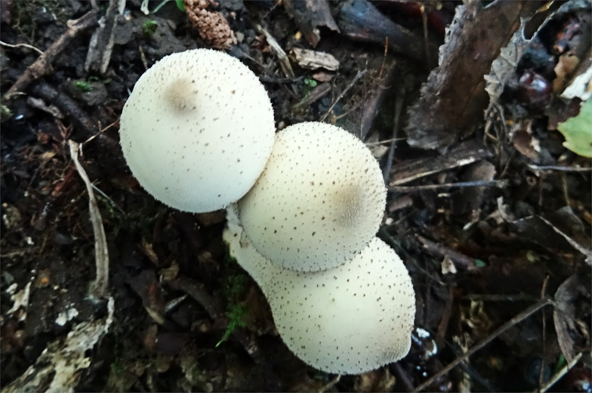 Pear-shaped Puffball