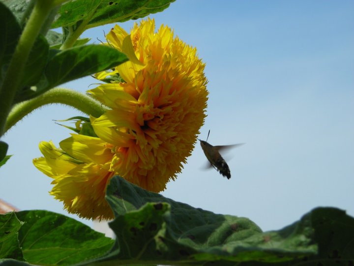 Colibrì di bi.emme76