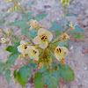 Brown-eyed evening primrose