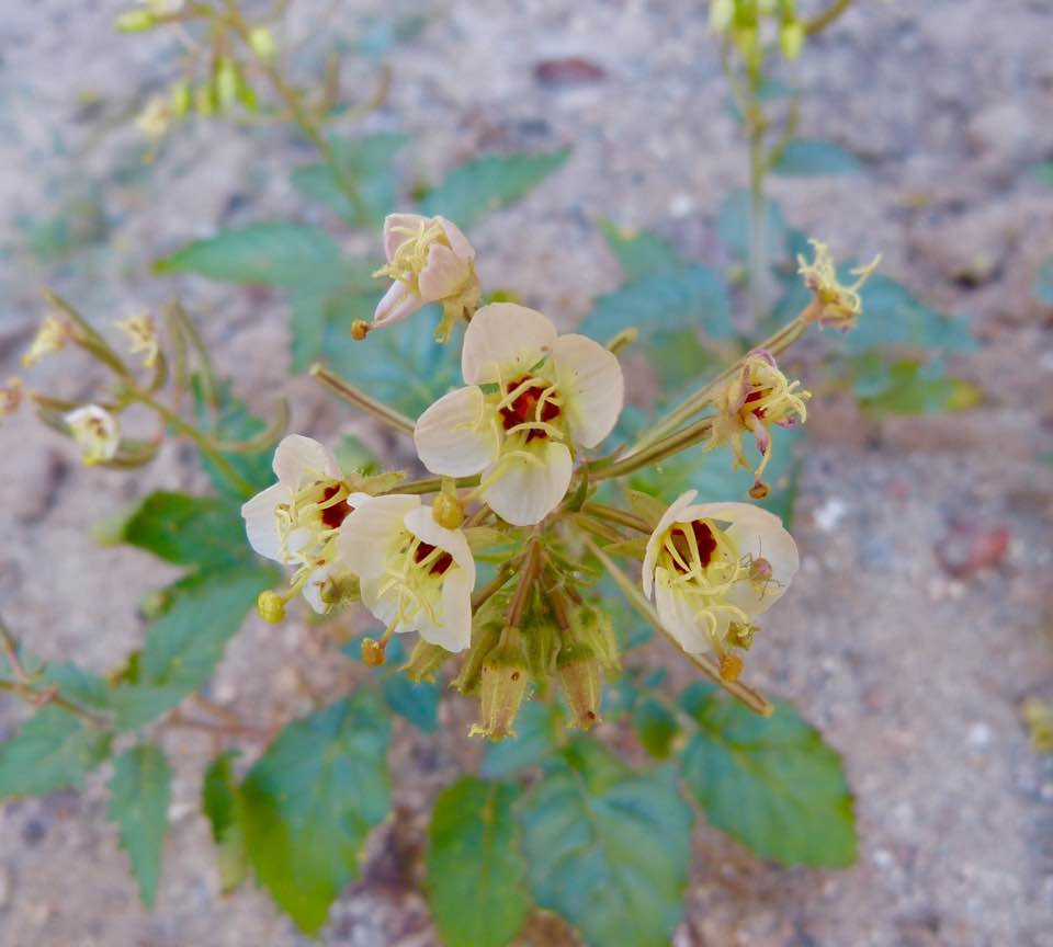 Brown-eyed evening primrose