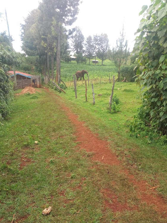 Stray elephant spotted roaming in people's farms in Tanyilel in Baringo North on August 6