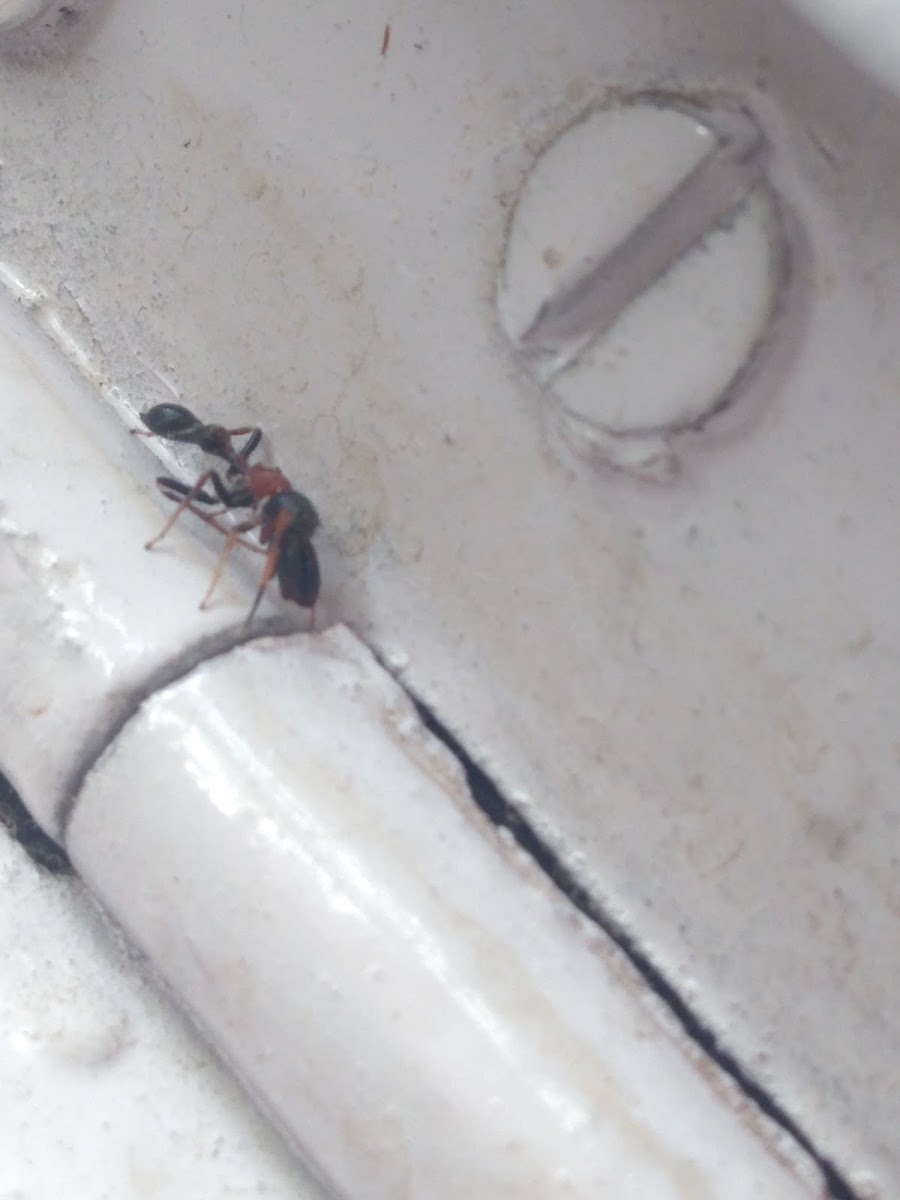 ant mimic spider