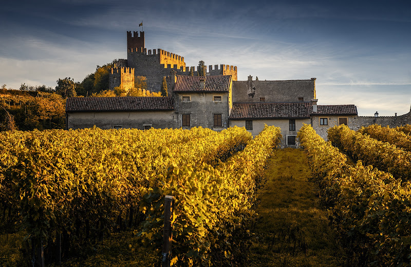 Vigneto a Soave di Livius