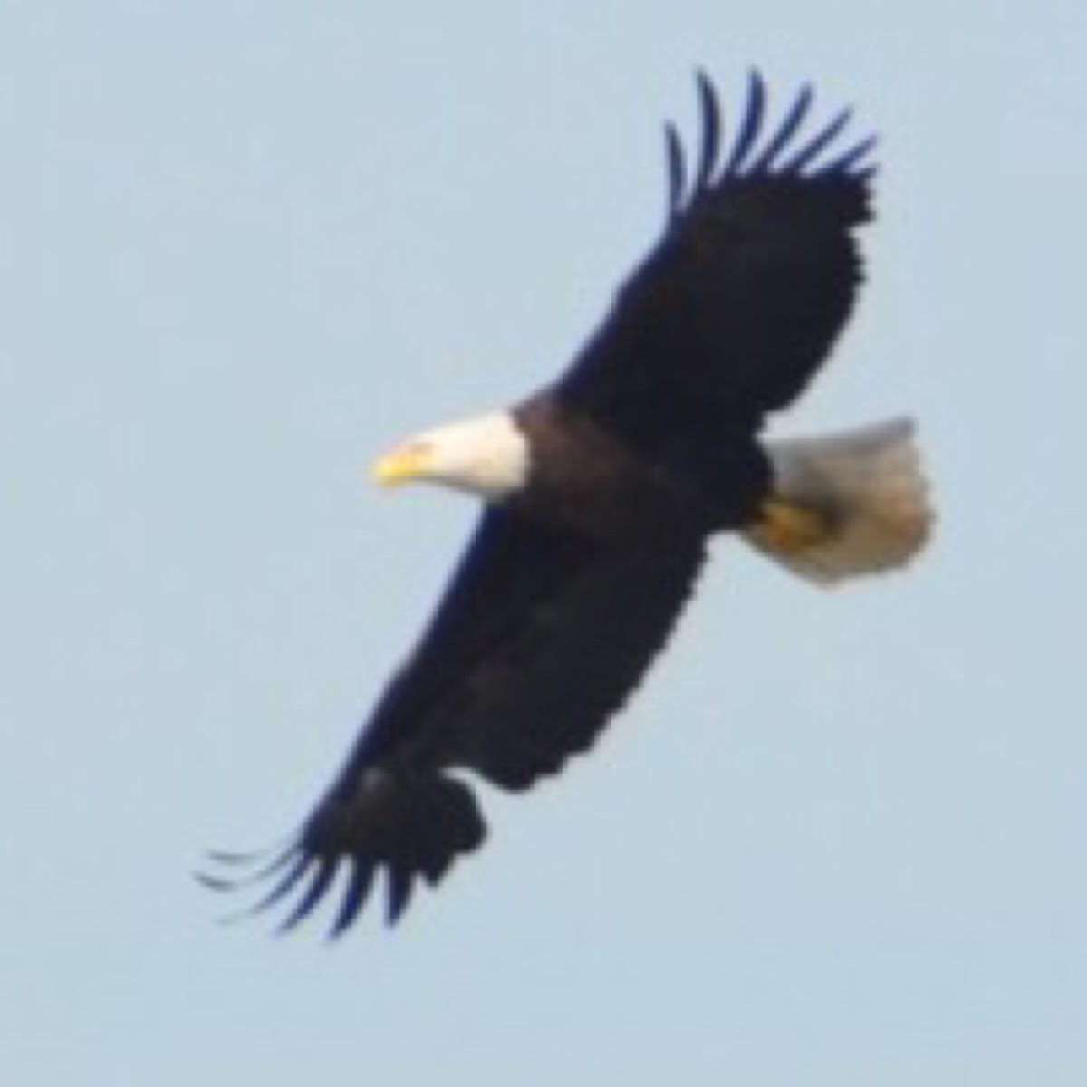 American bald eagle