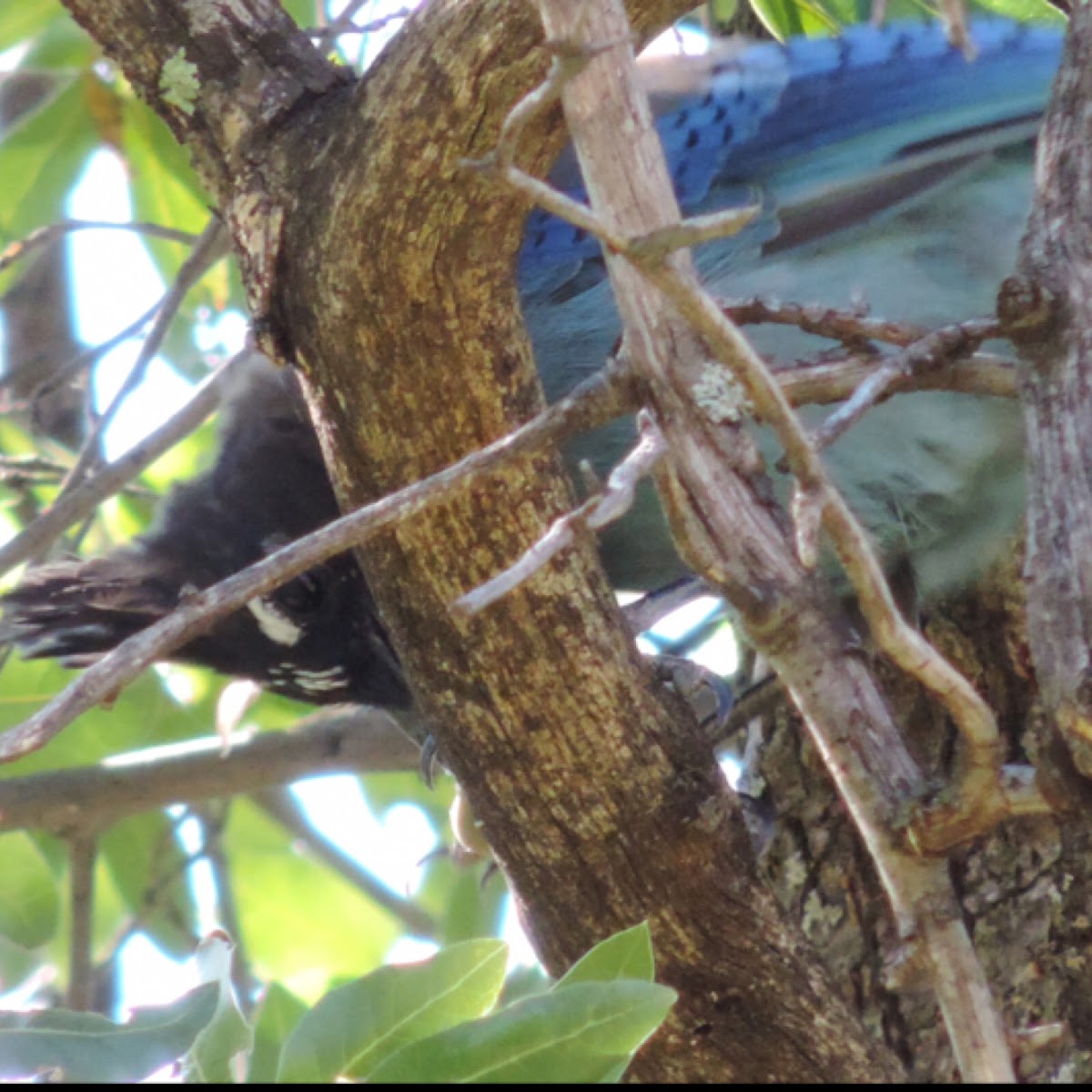 Steller's Jay