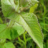 Boneset