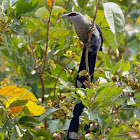 Green-billed Malkoha