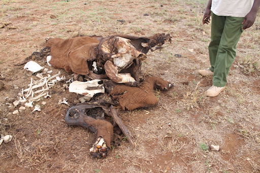 Remains of elephant carcasses are seen on the plains of Lumo Conservancy on the outskirts of Tsavo West National Park, Taita Taveta county, on November 29, 2021 image: ANDREW KASUKU