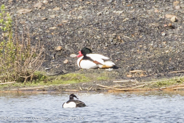 Shelduck