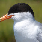 Fosters Tern