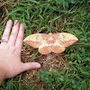 Imperial moth