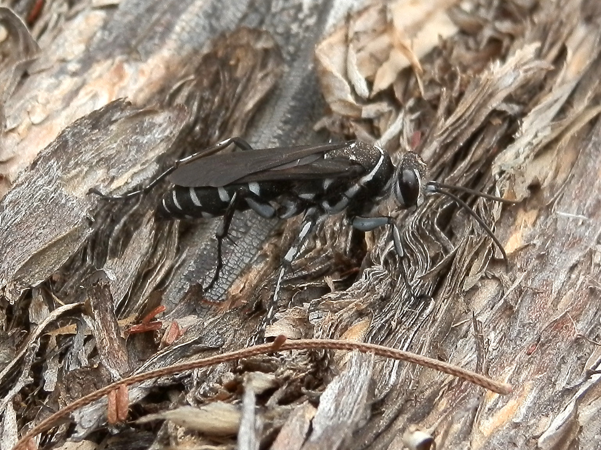 Zebra Spider Wasp