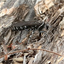 Zebra Spider Wasp