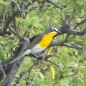 Yellow-breasted Chat