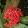 Malayan Ixora